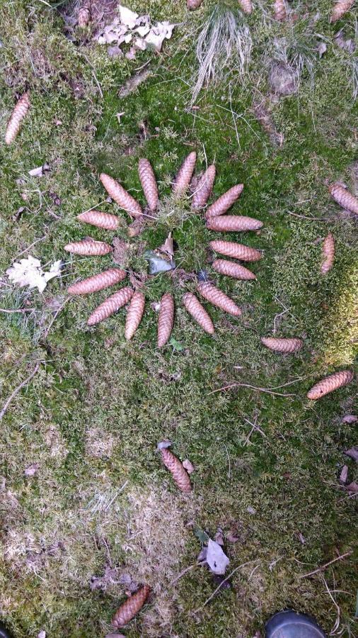 Ziegeleihof Inmitten Von Wiesen Und Waeldern Degenershausen Exteriör bild